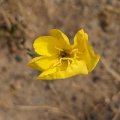 Oenothera stricta subsp. stricta at Belconnen, ACT - 23 Nov 2023