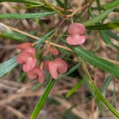 Dodonaea viscosa subsp. angustissima (Hop Bush) at The Pinnacle - 22 Nov 2023 by CattleDog