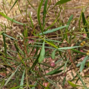 Dodonaea viscosa subsp. angustissima at The Pinnacle - 23 Nov 2023 09:23 AM