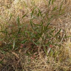 Dodonaea viscosa subsp. angustissima at The Pinnacle - 23 Nov 2023 09:23 AM