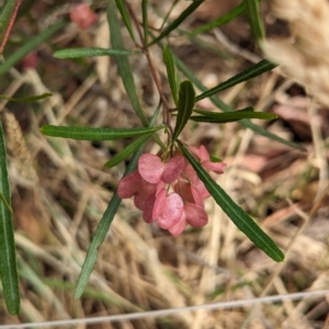 Dodonaea viscosa subsp. angustissima at The Pinnacle - 23 Nov 2023