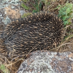Tachyglossus aculeatus (Short-beaked Echidna) at Belconnen, ACT - 22 Nov 2023 by CattleDog