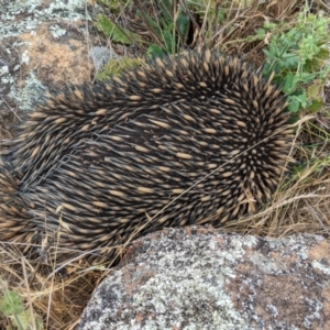 Tachyglossus aculeatus at The Pinnacle - 23 Nov 2023