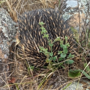 Tachyglossus aculeatus at The Pinnacle - 23 Nov 2023