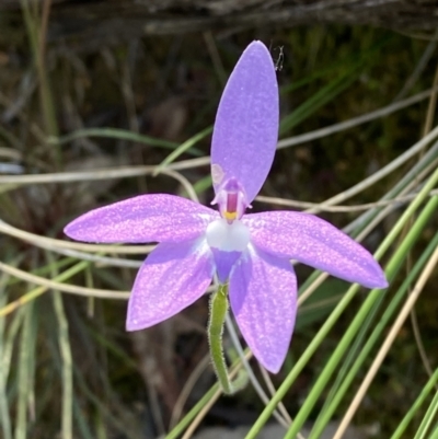 Glossodia major (Wax Lip Orchid) at Point 5822 - 21 Oct 2023 by Tapirlord