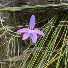 Glossodia major at Undefined Area - suppressed