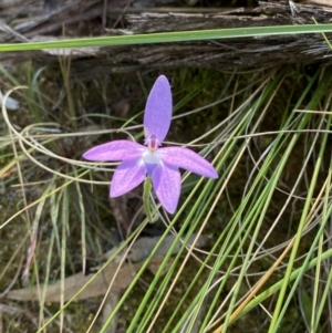 Glossodia major at Undefined Area - suppressed