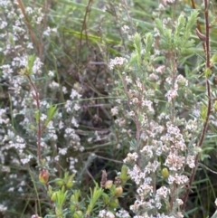 Leucopogon microphyllus var. pilibundus (Hairy Beard Heath) at Point 5822 - 21 Oct 2023 by Tapirlord