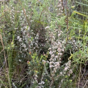 Leucopogon microphyllus var. pilibundus at Point 5821 - 21 Oct 2023