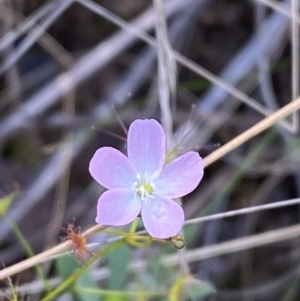 Drosera auriculata at Black Mountain - 21 Oct 2023