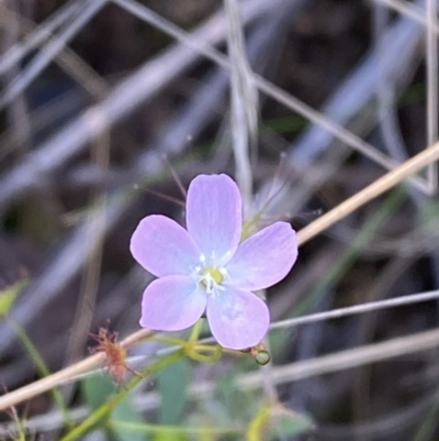 Drosera auriculata (Tall Sundew) at Black Mountain - 21 Oct 2023 by Tapirlord