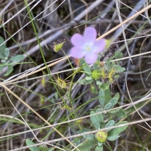 Drosera auriculata at Black Mountain - 21 Oct 2023