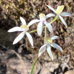 Caladenia moschata (Musky Caps) at Black Mountain - 21 Oct 2023 by Tapirlord