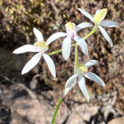 Caladenia moschata (Musky Caps) at Black Mountain - 21 Oct 2023 by Tapirlord
