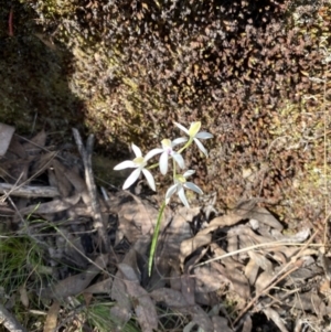 Caladenia moschata at Black Mountain - 21 Oct 2023