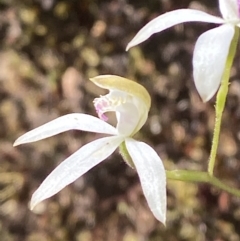 Caladenia moschata at Black Mountain - suppressed