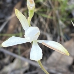Caladenia ustulata (Brown Caps) at Black Mountain - 21 Oct 2023 by Tapirlord