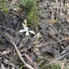 Caladenia ustulata at Black Mountain - 21 Oct 2023