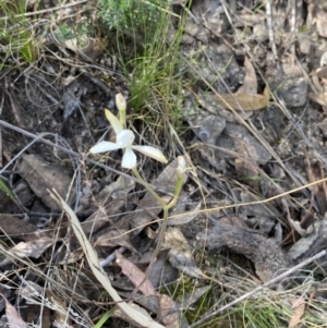 Caladenia ustulata at Black Mountain - suppressed