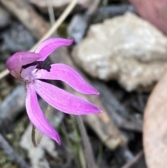 Caladenia congesta (Pink Caps) at Black Mountain - 21 Oct 2023 by Tapirlord