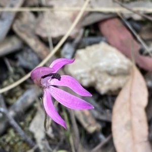 Caladenia congesta at Black Mountain - suppressed