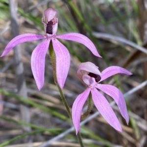 Caladenia congesta at Black Mountain - suppressed