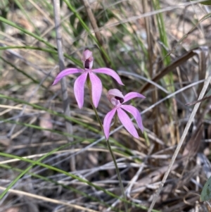 Caladenia congesta at Black Mountain - suppressed