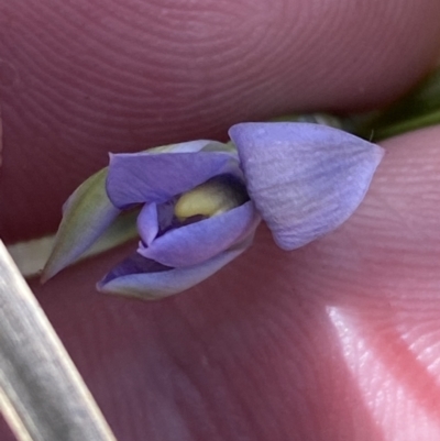 Thelymitra pauciflora (Slender Sun Orchid) at Canberra Central, ACT - 21 Oct 2023 by Tapirlord