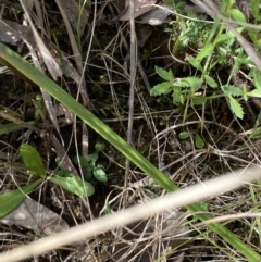 Thelymitra pauciflora at Black Mountain - 21 Oct 2023