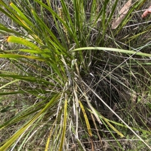 Thelymitra pauciflora at Black Mountain - 21 Oct 2023