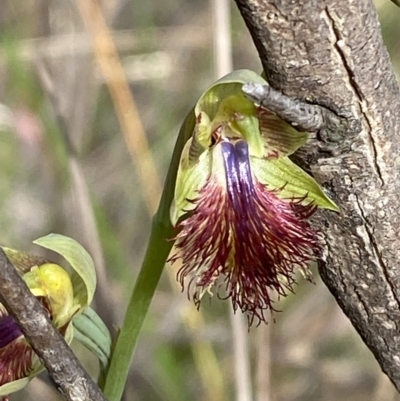 Calochilus montanus (Copper Beard Orchid) at Black Mountain - 21 Oct 2023 by Tapirlord