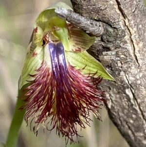 Calochilus montanus at Point 60 - suppressed