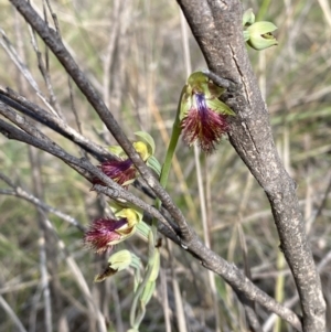 Calochilus montanus at Point 60 - suppressed