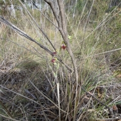 Calochilus montanus at Point 60 - suppressed