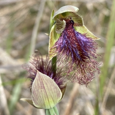 Calochilus platychilus (Purple Beard Orchid) at Black Mountain - 21 Oct 2023 by Tapirlord