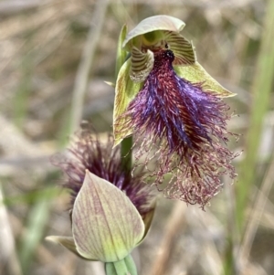 Calochilus platychilus at Black Mountain - 21 Oct 2023