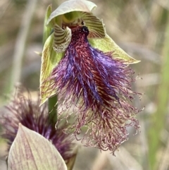 Calochilus platychilus at Black Mountain - 21 Oct 2023