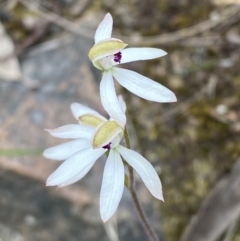 Caladenia cucullata (Lemon Caps) at Black Mountain - 21 Oct 2023 by Tapirlord