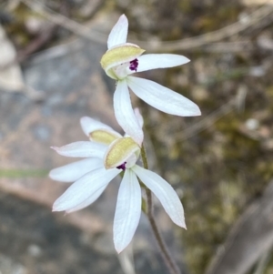 Caladenia cucullata at Black Mountain - suppressed