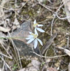 Caladenia cucullata at Black Mountain - suppressed