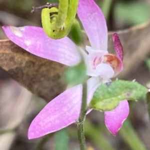 Caladenia fuscata at Black Mountain - 21 Oct 2023