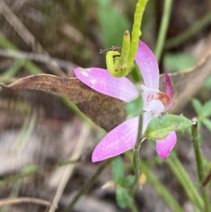 Caladenia fuscata at Black Mountain - 21 Oct 2023