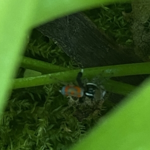 Maratus pavonis at Garran, ACT - suppressed