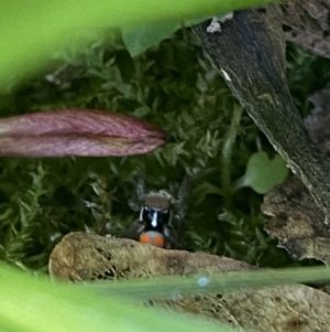 Maratus pavonis at Garran, ACT - suppressed