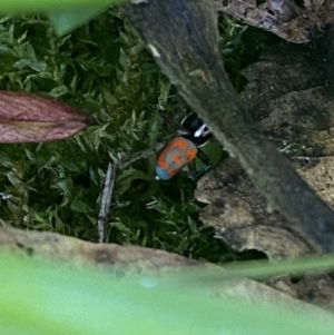 Maratus pavonis at Garran, ACT - 20 Oct 2023