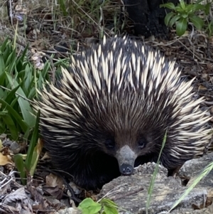 Tachyglossus aculeatus at Garran, ACT - 20 Oct 2023