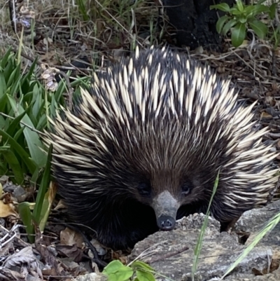 Tachyglossus aculeatus (Short-beaked Echidna) at Garran, ACT - 20 Oct 2023 by Tapirlord