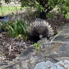 Tachyglossus aculeatus at Garran, ACT - 20 Oct 2023