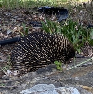 Tachyglossus aculeatus at Garran, ACT - 20 Oct 2023