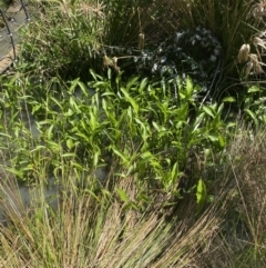 Sagittaria platyphylla at Phillip, ACT - 19 Oct 2023